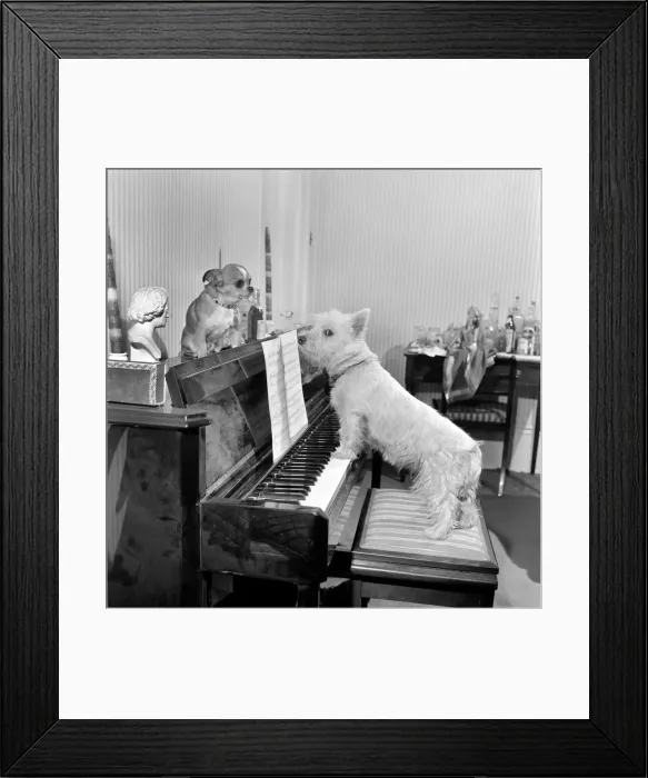 Framed Print : Dog playing the piano. 1965 C100a-012
