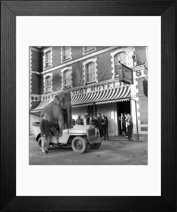 Framed Print : Elephant driving car. 1960 C34-001