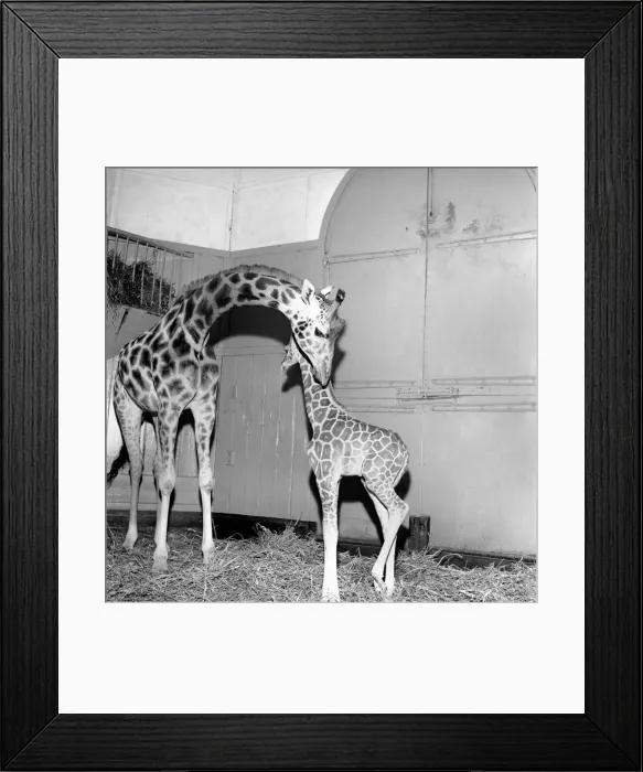 Framed Print : Giraffe at London Zoo with baby. 1960 C28-001 Framed Print : Giraffe at London Zoo with baby. 1960 C28-001