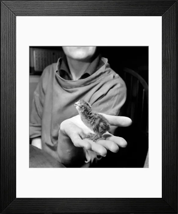 Framed Print : Quail chicks. January 1965 C104-005 Framed Print : Quail chicks. January 1965 C104-005