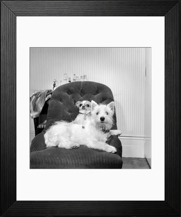 Framed Print : Dog playing the piano. 1965 C100a-002 Framed Print : Dog playing the piano. 1965 C100a-002