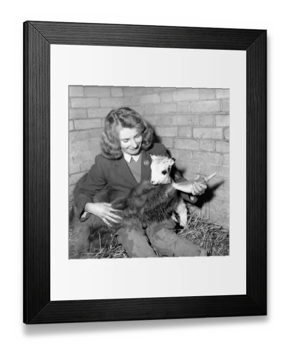 Framed Print : Calf and lamb with keeper at Whipsnade Zoo. 1965 C43-011 Framed Print : Calf and lamb with keeper at Whipsnade Zoo. 1965 C43-011