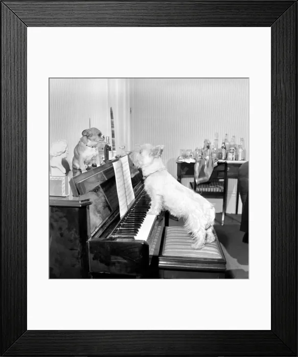 Framed Print : Dog playing the piano. 1965 C100a-003 Framed Print : Dog playing the piano. 1965 C100a-003