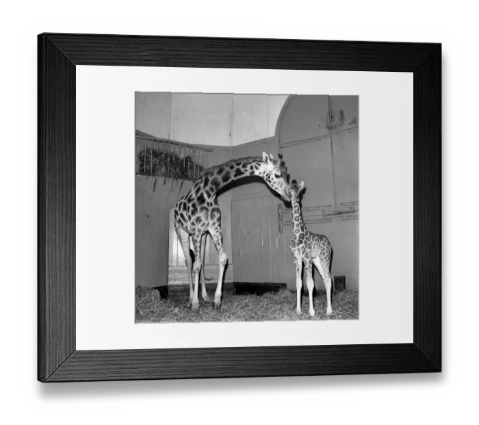 Framed Print : Giraffe at London Zoo with baby. 1960 C28-002