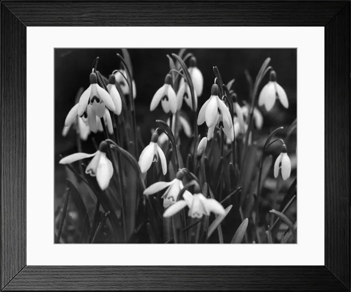 Framed Print : Snowdrops flowering in Fletcher Moss, Park, Manchester. February 1953 Framed Print : Snowdrops flowering in Fletcher Moss, Park, Manchester. February 1953