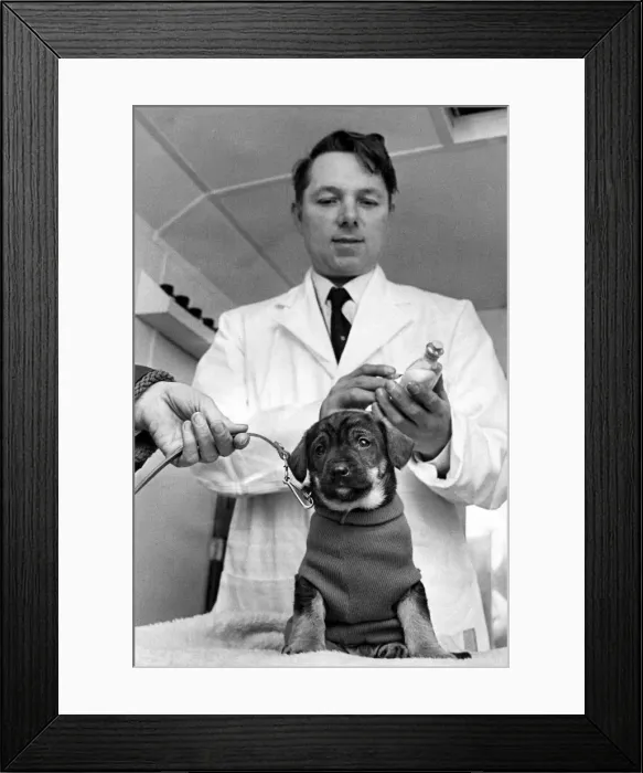 Framed Print : Jasper the beagle pup was feeling one degree under. But he Framed Print : Jasper the beagle pup was feeling one degree under. But he