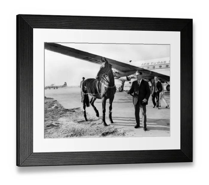 Framed Print : Famous racehorse Arkle arrives at Gatwick airport. October 1969 Framed Print : Famous racehorse Arkle arrives at Gatwick airport. October 1969