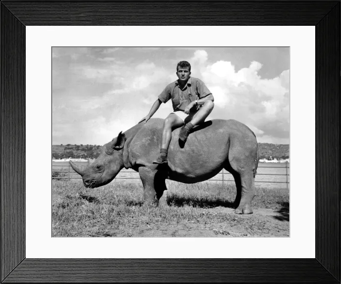 Framed Print : Sinclair Dunnett and Rhino. In Tanzania. February 1966 P000628 Framed Print : Sinclair Dunnett and Rhino. In Tanzania. February 1966 P000628