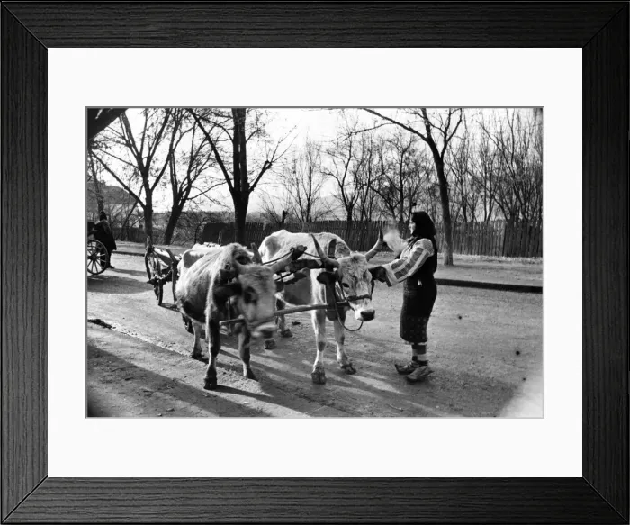 Framed Print : A street scene at Curtea De Arges as a woman drives her oxen cart Framed Print : A street scene at Curtea De Arges as a woman drives her oxen cart