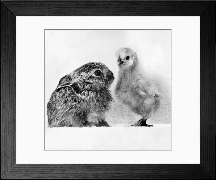 Framed Print : Animals - Rabbits with chick. P000653 Framed Print : Animals - Rabbits with chick. P000653
