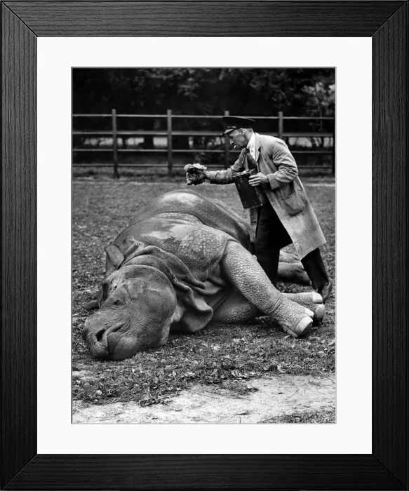 Framed Print : Mahon the Rhino: Its hot work being a rhino these days so whom Machon Framed Print : Mahon the Rhino: Its hot work being a rhino these days so whom Machon