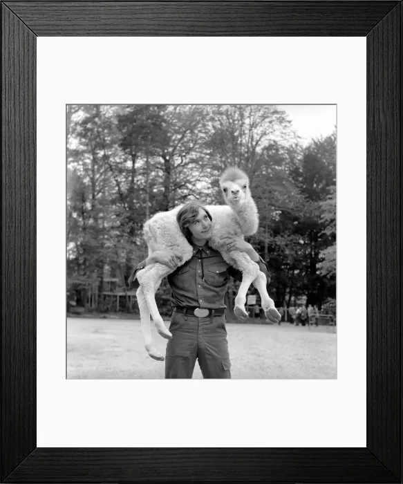 Framed Print : Man walking in his back garden carrying a camel on his shoulders May 1975 Framed Print : Man walking in his back garden carrying a camel on his shoulders May 1975
