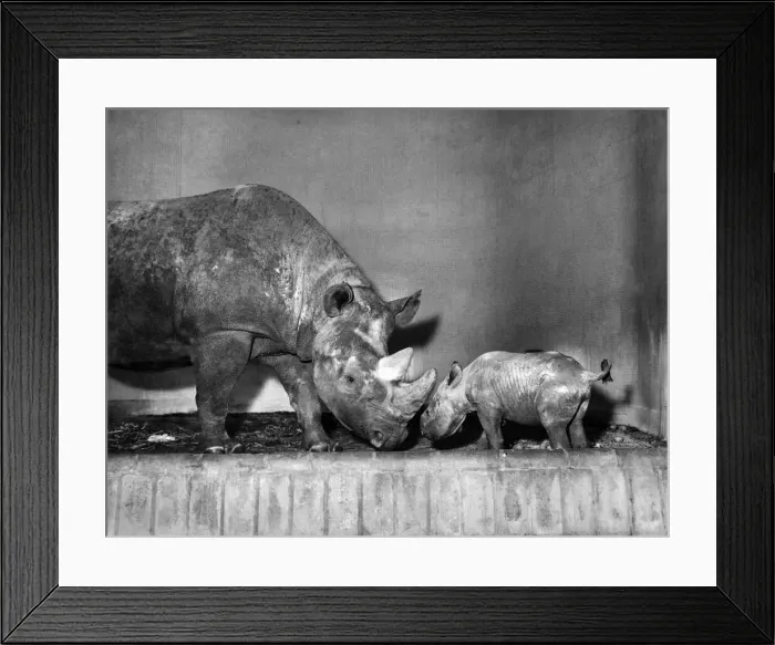 Framed Print : Baby Joanna takes a Bow: Making her first appearance before the camera on Wednesday Framed Print : Baby Joanna takes a Bow: Making her first appearance before the camera on Wednesday