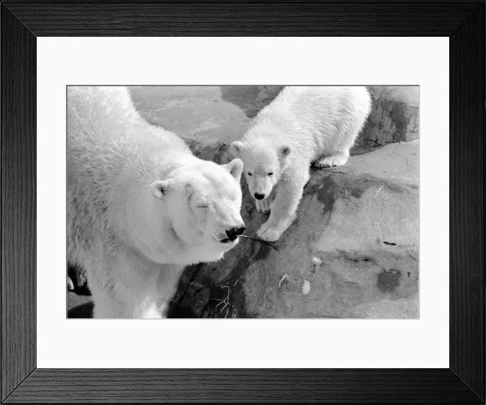 Framed Print : Four month old polar bear cub Janina and mother Nina at Bristol zoo. May 1975 Framed Print : Four month old polar bear cub Janina and mother Nina at Bristol zoo. May 1975