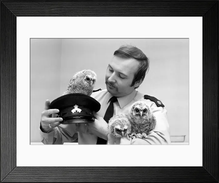 Framed Print : Three young baby owls with RSPCA officer David Barnes. May 1975 Framed Print : Three young baby owls with RSPCA officer David Barnes. May 1975