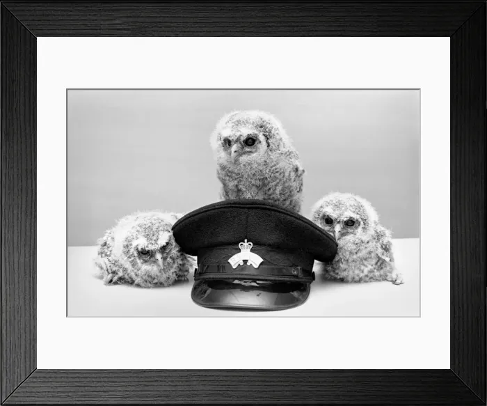 Framed Print : Three young baby owls. May 1975 Framed Print : Three young baby owls. May 1975