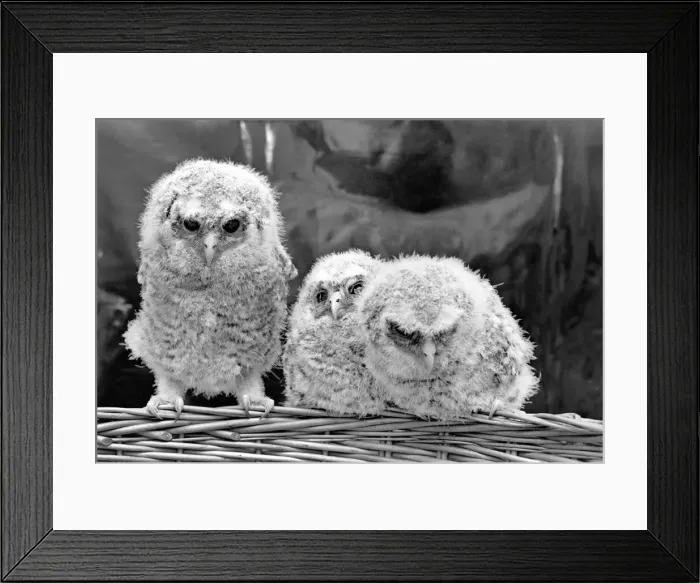 Framed Print : Three baby owls sitting perched on a wicker basket. May 1975 Framed Print : Three baby owls sitting perched on a wicker basket. May 1975