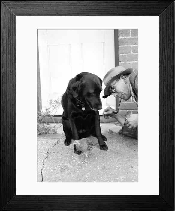 Framed Print : Animal: Friendship: Partridge and labrador. November 1963 A988-002 Framed Print : Animal: Friendship: Partridge and labrador. November 1963 A988-002