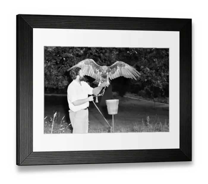 Framed Print : TV Zoologist Grahame Dangerfield. 1963 A978-009 Framed Print : TV Zoologist Grahame Dangerfield. 1963 A978-009