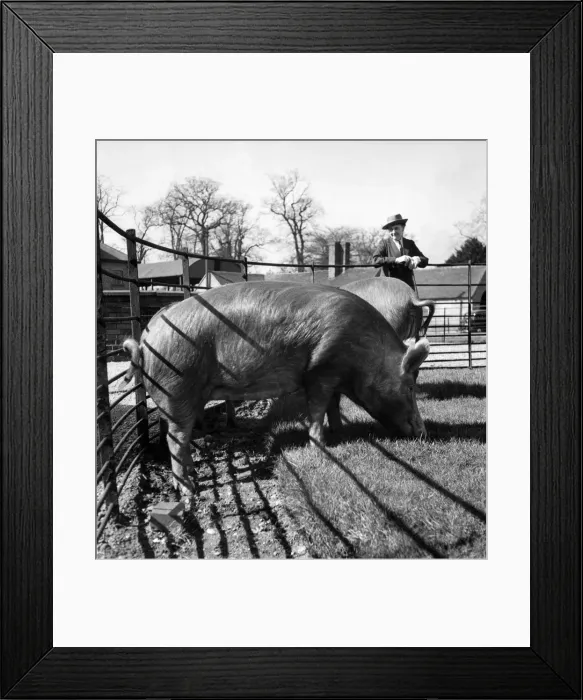 Framed Print : Mrs. Mary Inges Tamworth pigs are champions and are known all over the country