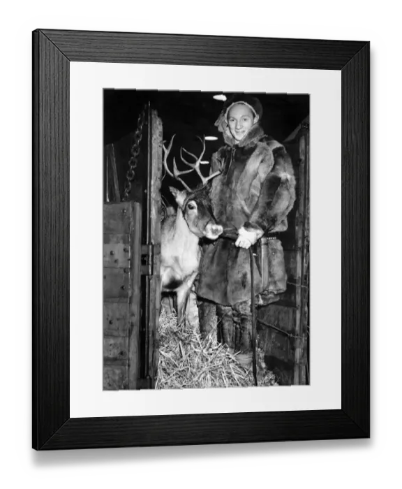 Framed Print : Animals - Reindeer. December 1946 P000643 Framed Print : Animals - Reindeer. December 1946 P000643