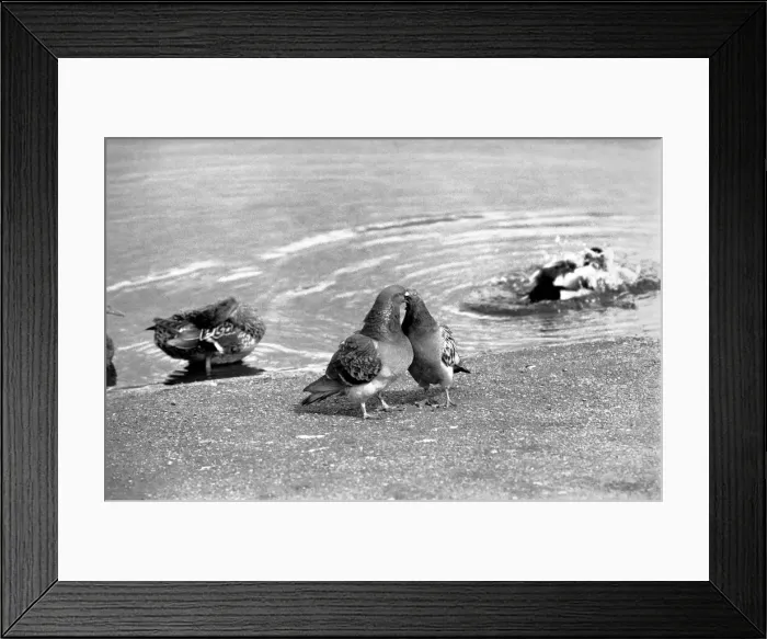 Framed Print : Ducks and Drakes swimming on the round-pond, at Kensington Gardens, London Framed Print : Ducks and Drakes swimming on the round-pond, at Kensington Gardens, London