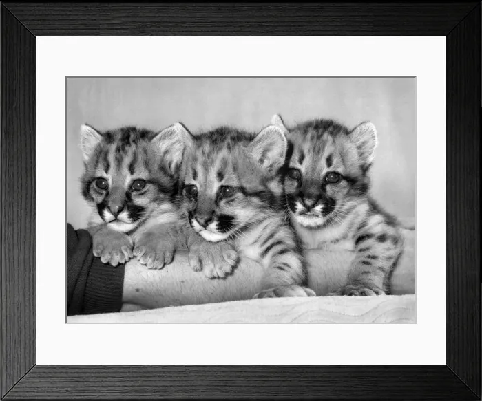 Framed Print : Safe Among the Tigers: These baby pumas probably wouldn t survive long in the wild