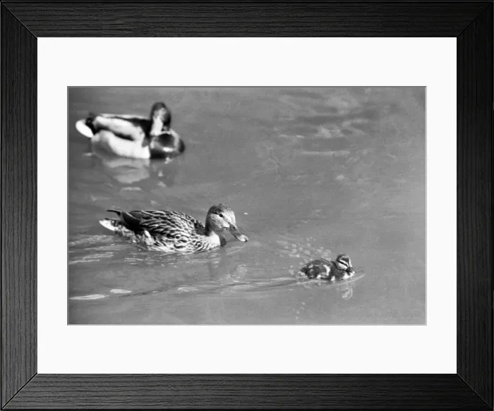 Framed Print : Ducks and Drakes swimming on the round-pond, at Kensington Gardens, London Framed Print : Ducks and Drakes swimming on the round-pond, at Kensington Gardens, London