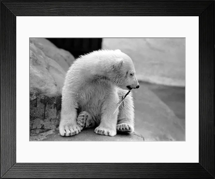 Framed Print : Four month old polar bear cub Janina at Bristol zoo. May 1975 Framed Print : Four month old polar bear cub Janina at Bristol zoo. May 1975