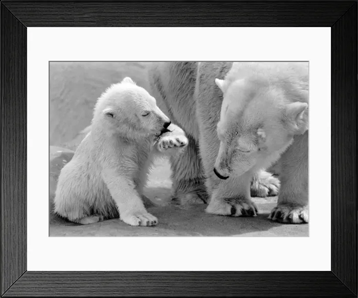 Framed Print : Four month old polar bear cub Janina and mother Nina at Bristol zoo. May 1975