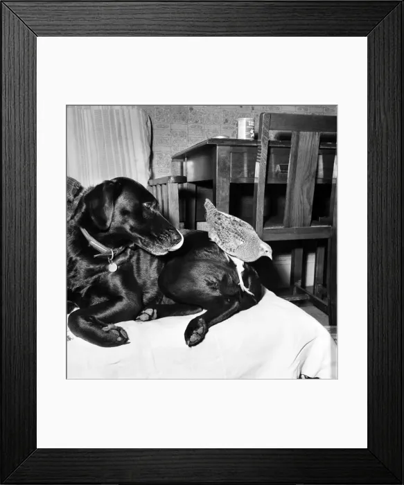 Framed Print : Animal: Friendship: Partridge and labrador. November 1963 A988-006 Framed Print : Animal: Friendship: Partridge and labrador. November 1963 A988-006