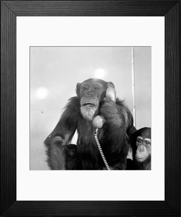 Framed Print : Animals: Chimpanzees: Chimps with telephones. May 1986 86-2531-002 Framed Print : Animals: Chimpanzees: Chimps with telephones. May 1986 86-2531-002