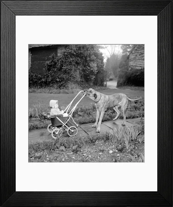 Framed Print : Barbara Woodhouses Great Dane dog seen here pushing Pram. Circa 1954