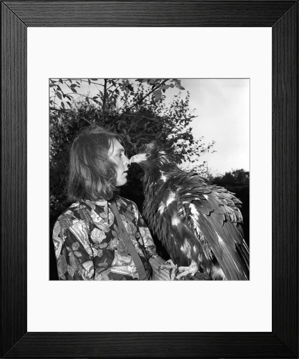 Framed Print : David Fox seen here taking his pet Golden Eagle for a walk around the local neighbourhood