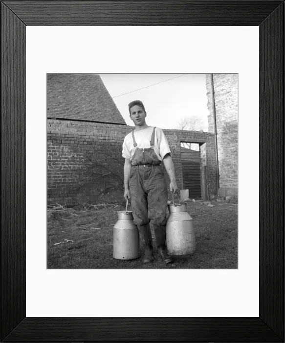 Framed Print : Farming: Dairy: Man with milk churn seen here milking a cow. Circa 1955 Framed Print : Farming: Dairy: Man with milk churn seen here milking a cow. Circa 1955