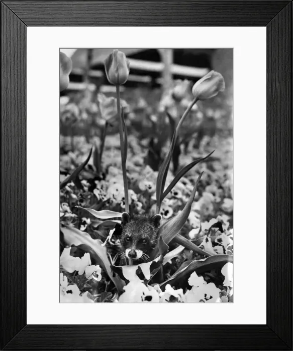 Framed Print : A three month old Civet cat had an outing in the flowers at Chester Zoo today Thursday