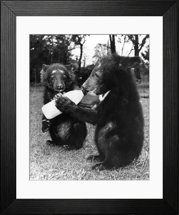 Framed Print : Two new arrivals at Flamingo Park Zoo at Kirkby Misterton, near Malton Framed Print : Two new arrivals at Flamingo Park Zoo at Kirkby Misterton, near Malton