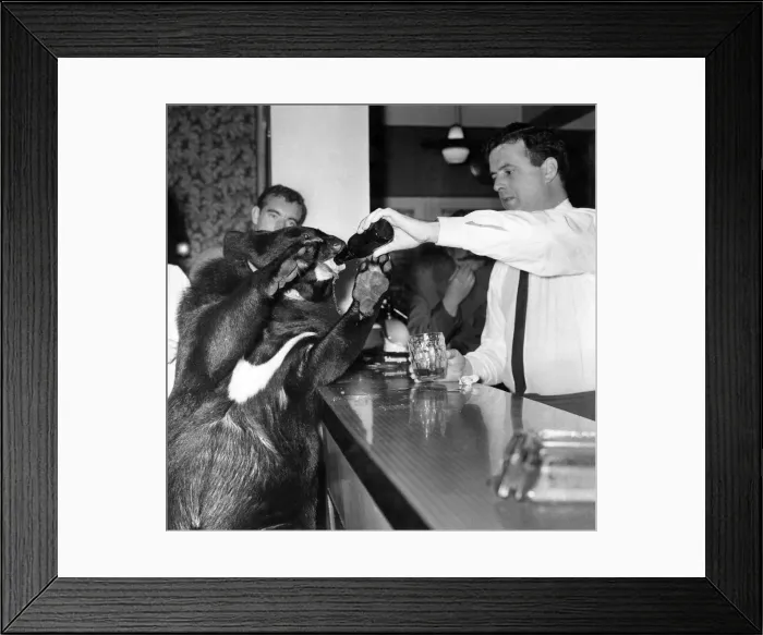 Framed Print : Susie the black bear taking her pint at the Swan Hotel. November 1965 Framed Print : Susie the black bear taking her pint at the Swan Hotel. November 1965
