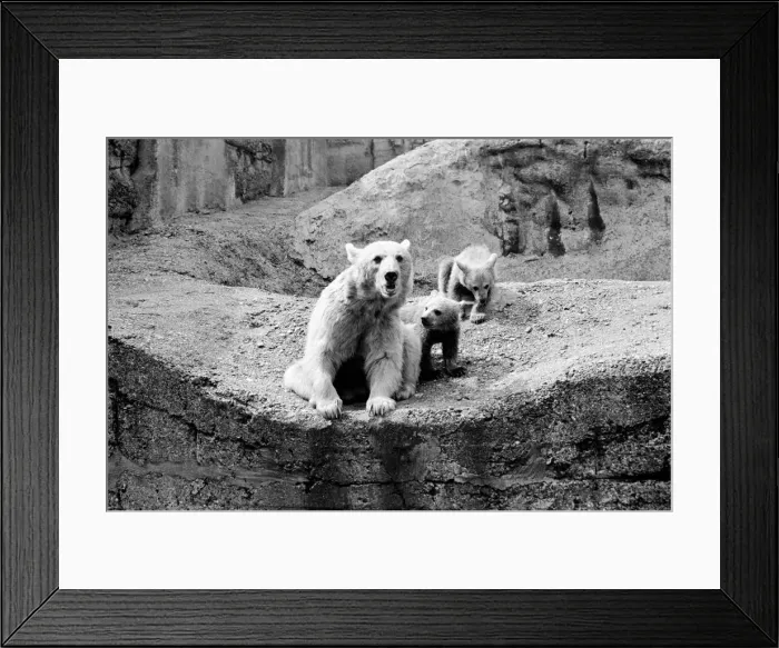 Framed Print : Brown bear and cub at London Zoo. 1965 C87-001 Framed Print : Brown bear and cub at London Zoo. 1965 C87-001