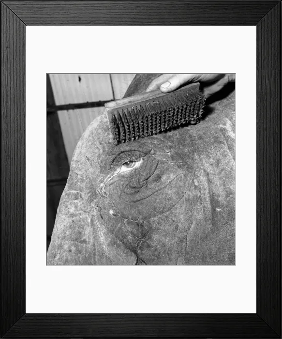 Framed Print : Elephant has a spring make-over at Chessington Zoo. January 1965 C70-003 Framed Print : Elephant has a spring make-over at Chessington Zoo. January 1965 C70-003