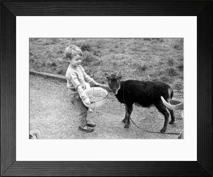 Framed Print : Small boy feeding goat. 1960 C79-003 Framed Print : Small boy feeding goat. 1960 C79-003