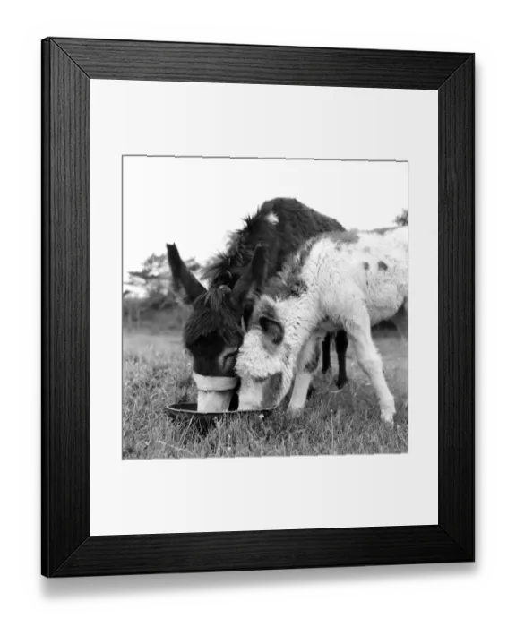 Framed Print : Four week old donkey foal seen here with mother. 1961 C49A-006