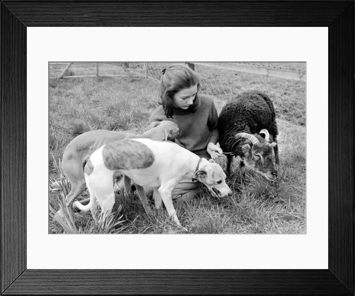 Framed Print : Woman feeding goat and dogs. 1960 C79-004