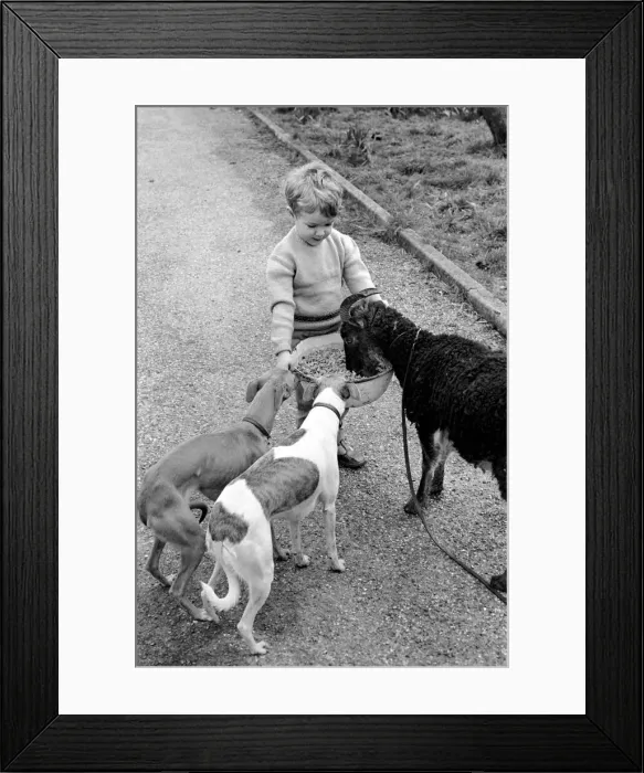 Framed Print : Small boy feeding goat. 1960 C79-001
