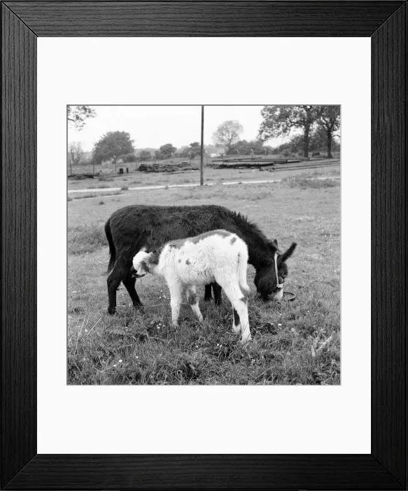 Framed Print : Four week old donkey foal seen here with mother. 1961 C49A-007 Framed Print : Four week old donkey foal seen here with mother. 1961 C49A-007