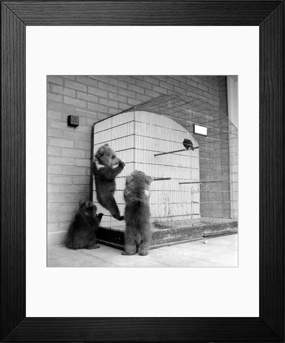 Framed Print : Brown bears cubs at Whipsnade Zoo. 1965 C46-009 Framed Print : Brown bears cubs at Whipsnade Zoo. 1965 C46-009