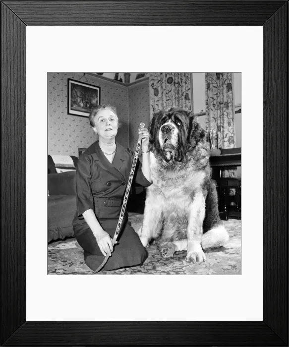 Framed Print : St. Bernard dog. 1960 C115 Framed Print : St. Bernard dog. 1960 C115