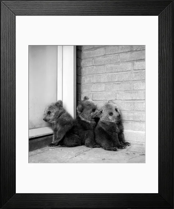 Framed Print : Brown bears cubs at Whipsnade Zoo. 1965 C46-003 Framed Print : Brown bears cubs at Whipsnade Zoo. 1965 C46-003