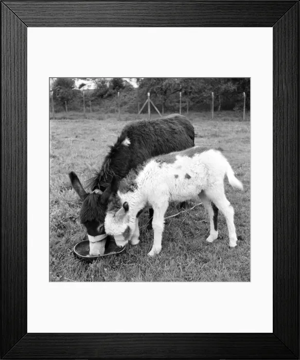 Framed Print : Four week old donkey foal seen here with mother. 1961 C49A-004