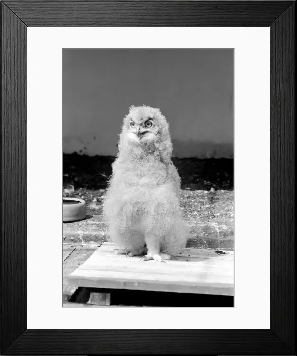 Framed Print : Birds: Eagle owl chick at London Zoo. 1965 C87D-003 Framed Print : Birds: Eagle owl chick at London Zoo. 1965 C87D-003